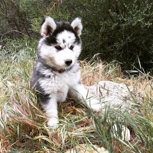 Meet your Posher, Oyun